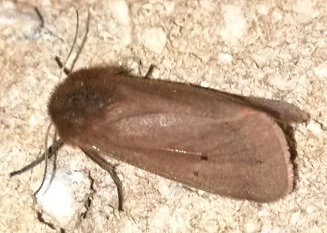 Phragmatobia fuliginosa - füstös medvelepke