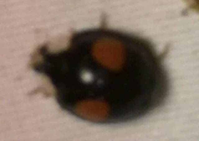 Harmonia axyridis - harlekinkatica