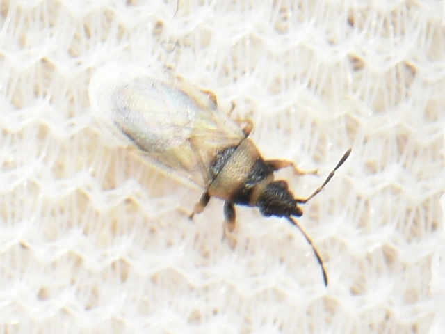 Oxycarenus pallens - fakó bodobács