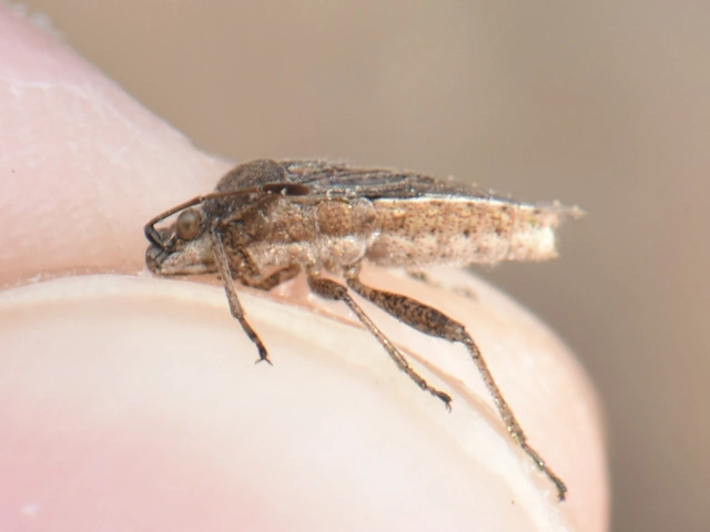 Rhopalidae - üvegpoloskák
