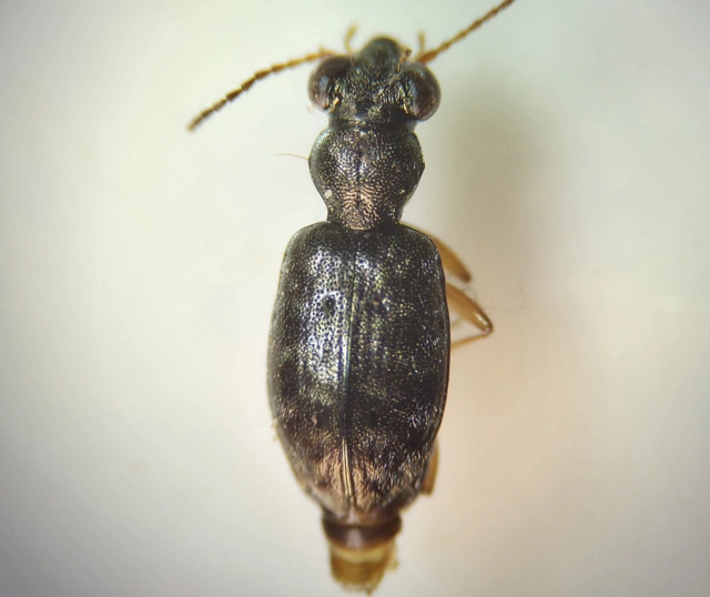 Asaphidion flavipes - közönséges sárfutó