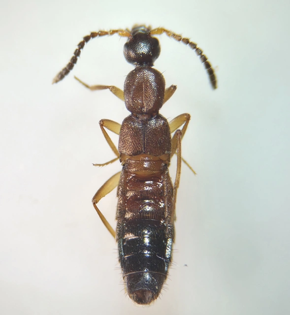 Drusilla canaliculata - közönséges hangyászholyva