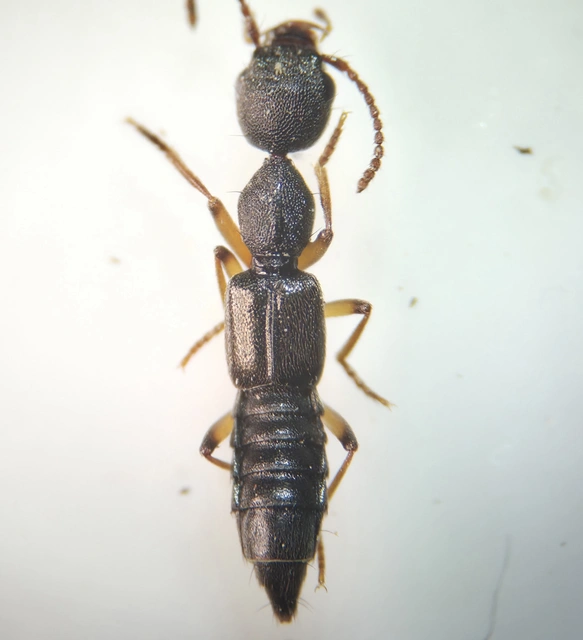 Rugilus subtilis - kecses cérnanyakúholyva