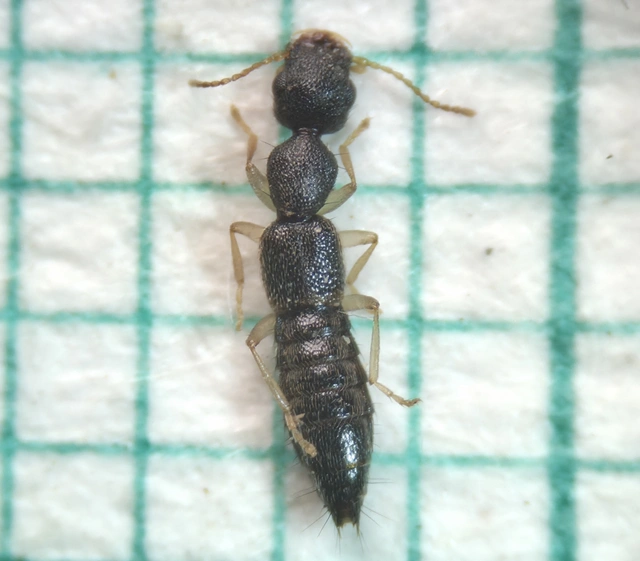 Astenus immaculatus - ligeti köviholyva