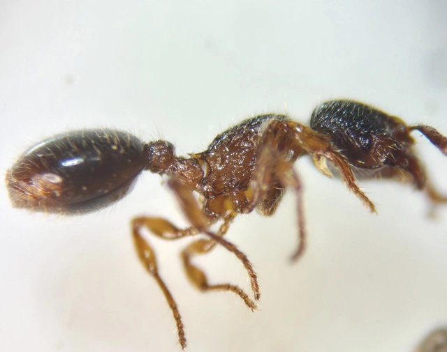 Myrmecina graminicola - ráncoshangya
