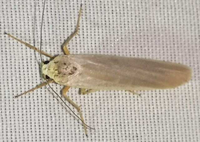 Eilema pseudocomplana - hamis zuzmószövő