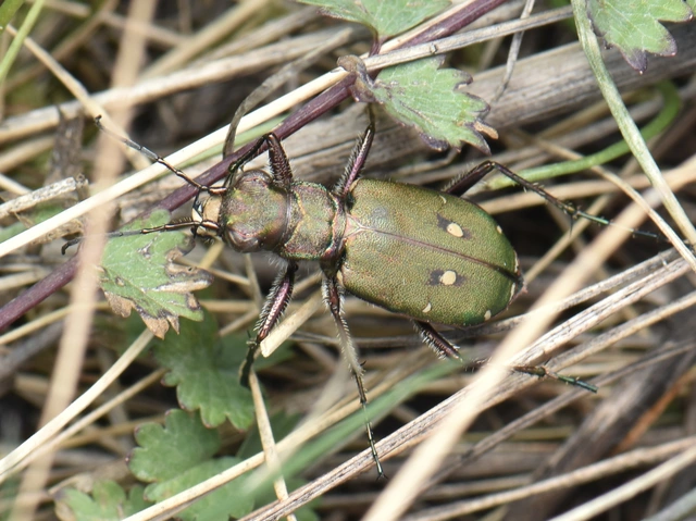 Cicindela campestris - mezei homokfutrinka