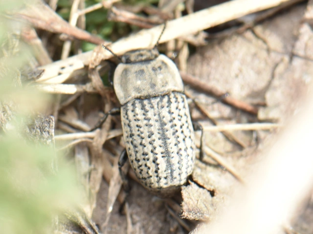 Opatrum sabulosum - sároshátú gyászbogár Opatrum sabulosum - sároshátú gyászbogár