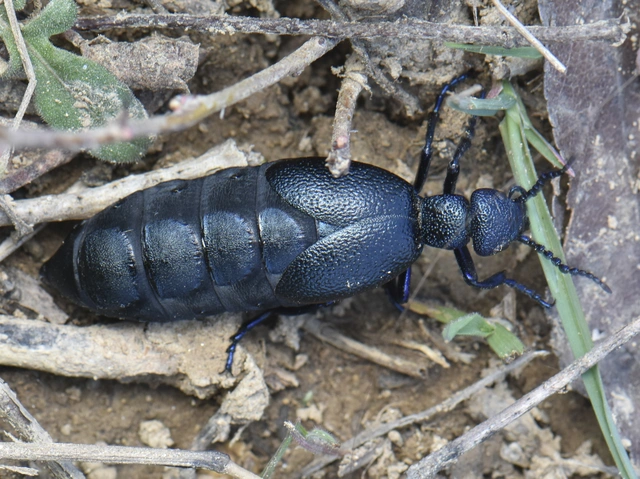 Meloe proscarabaeus - közönséges nünüke