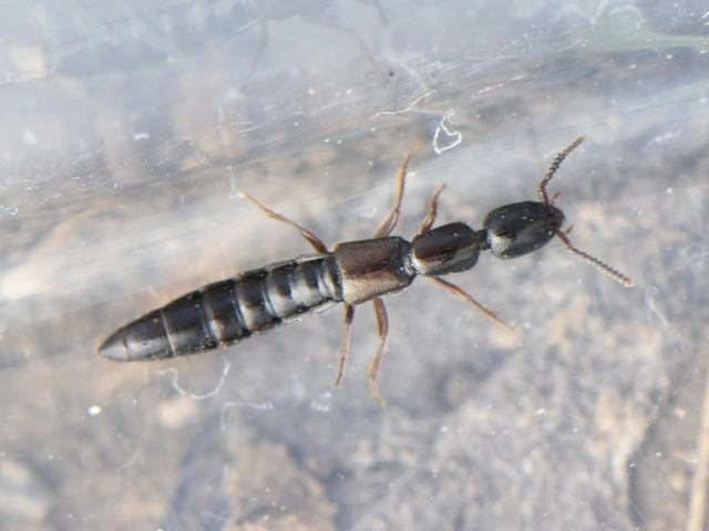 Xantholinus Xantholinus