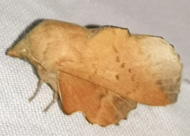 Phyllodesma tremulifolia - nyárlevélpohók