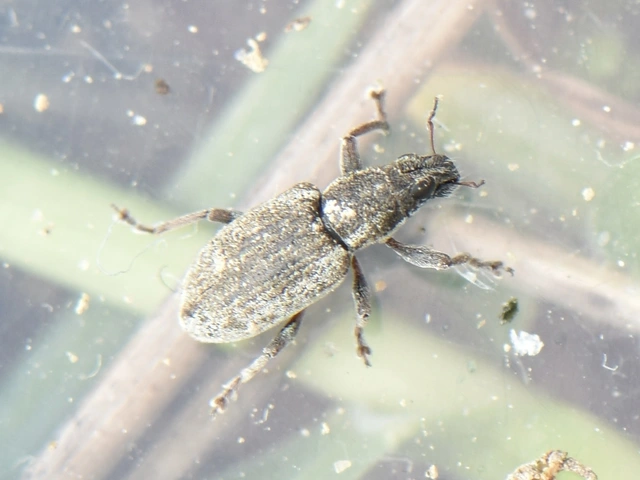 Sitona humeralis - lucerna-csipkézőbogár