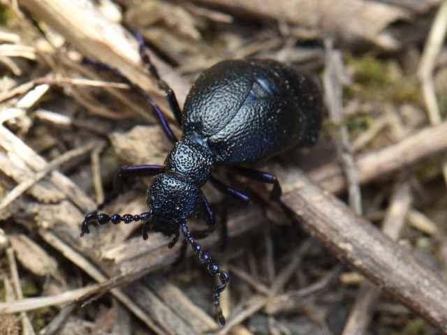 Meloe proscarabaeus - közönséges nünüke
