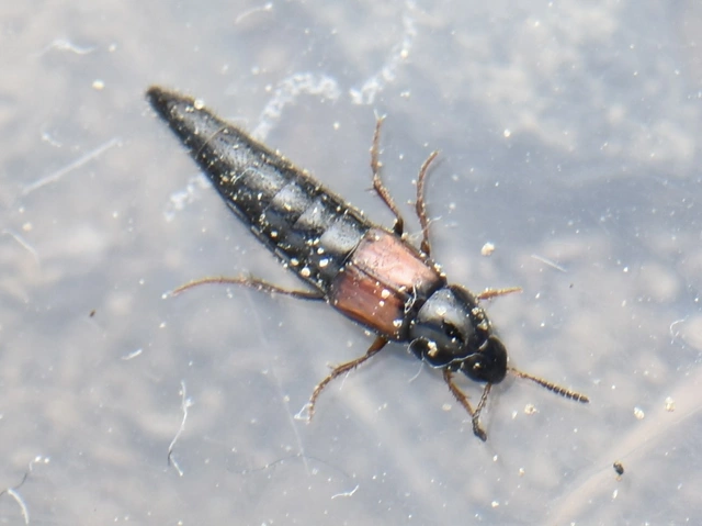 Mycetoporus glaber Mycetoporus glaber