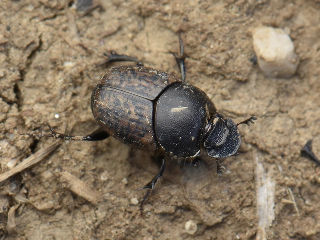 Onthophagus fracticornis - bronzos trágyatúró