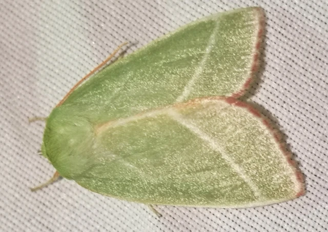 Pseudoips prasinana - bükkfa-zöldbagoly
