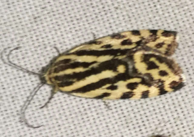 Emmelia trabealis - zebrabagoly