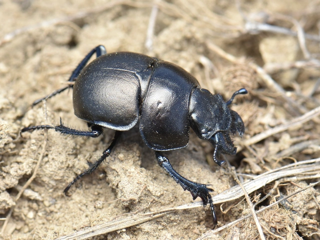 Lethrus apterus - nagyfejű csajkó