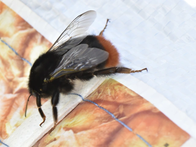 Bombus - poszméhek
