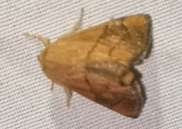 Apoda limacodes - kagylólepke