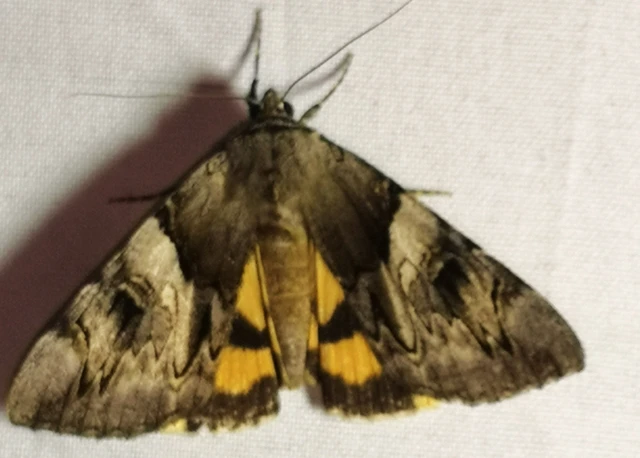 Catocala fulminea - galagonya-övesbagoly