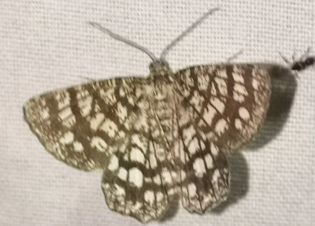 Chiasmia clathrata - rácsos rétiaraszoló