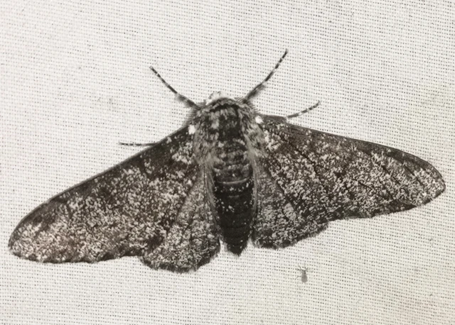 Biston betularia - szürkepettyes araszoló