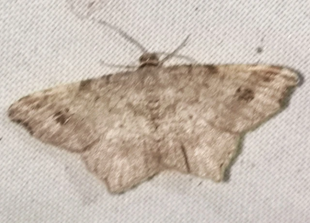 Macaria alternata - közönséges szürkearaszoló