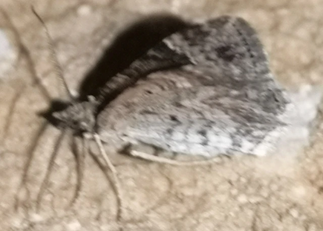 Xanthorhoe