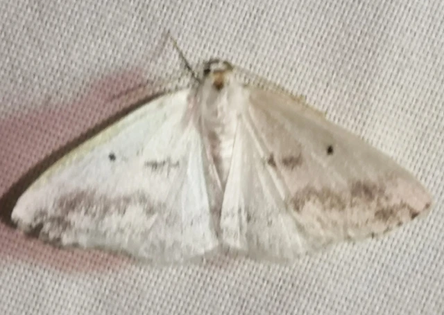 Lomographa temerata - foltos fehéraraszoló