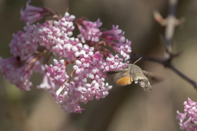 Macroglossum stellatarum - kacsafarkú szender