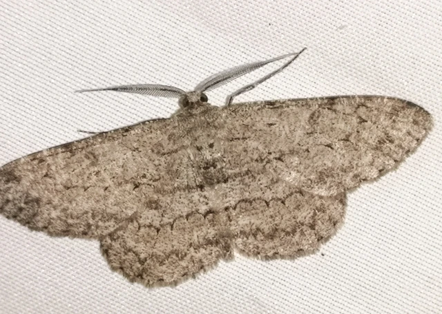 Hypomecis punctinalis - pettyes faaraszoló