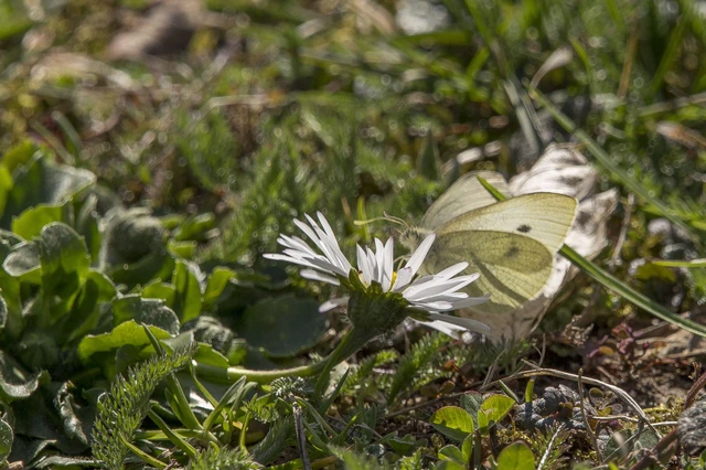 Pieris rapae - répalepke