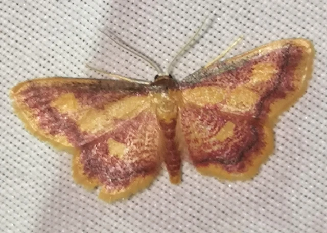 Idaea muricata - mocsári pirosaraszoló