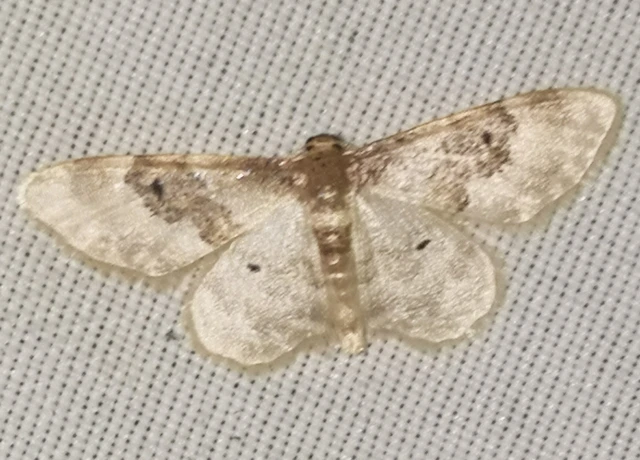 Idaea rusticata - tarka apróaraszoló