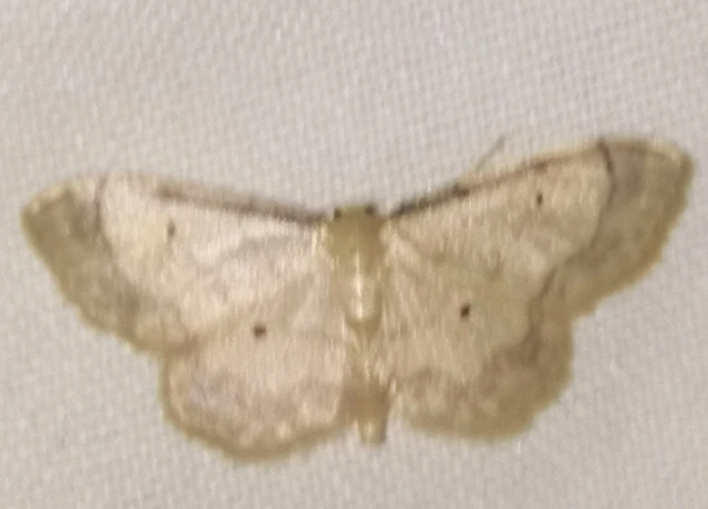 Idaea politaria - vonalas apróaraszoló