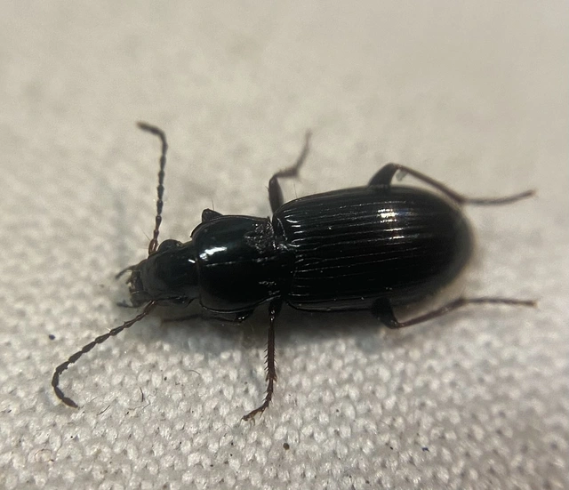Pterostichus minor - kis gyászfutó