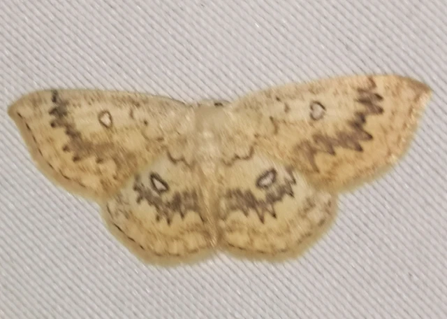 Cyclophora annularia - gyűrűs pettyesaraszoló