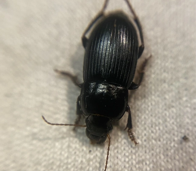Harpalus tardus - ligeti lomhafutó