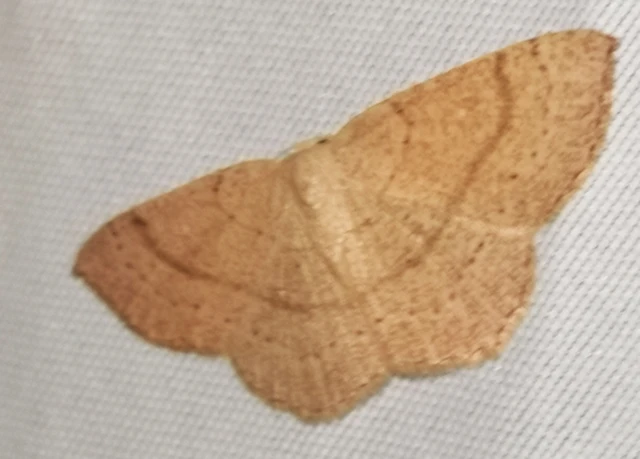 Cyclophora ruficiliaria - vörösrojtú pettyesaraszoló