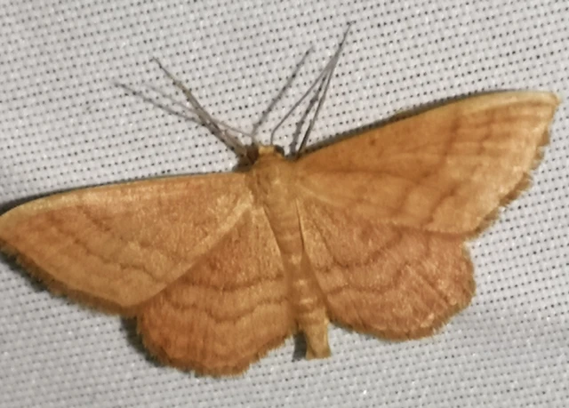 Idaea ochrata - okkerszínű sávosaraszoló