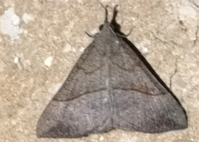 Hypena proboscidalis - ormányos karcsúbagoly