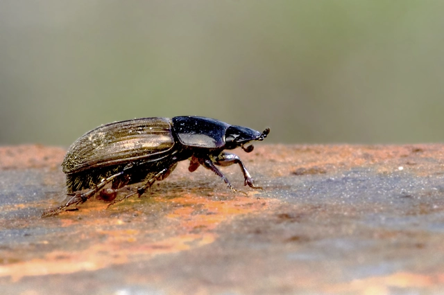 Aphodius prodromus - sárgalábú trágyabogár