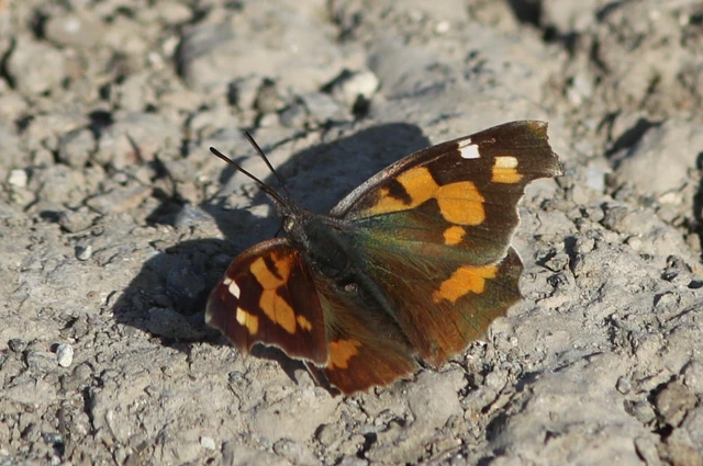 Libythea celtis - csőröslepke