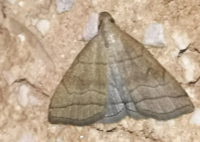 Herminia tarsicrinalis - szőröslábú karcsúbagoly