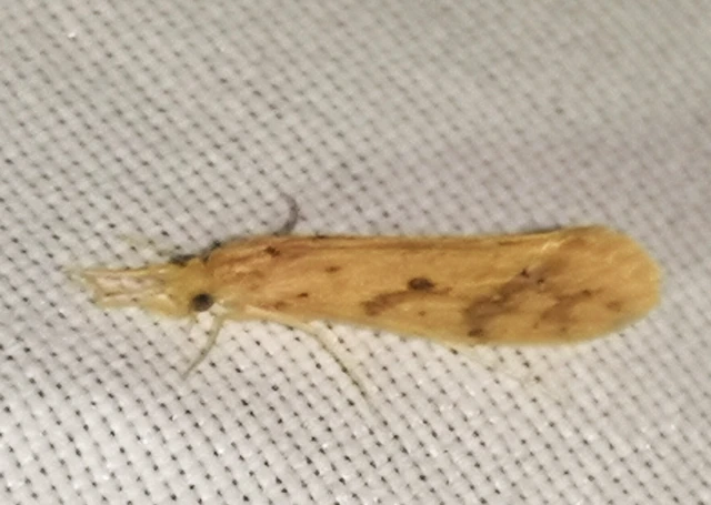Trichoptera - Tegzesek