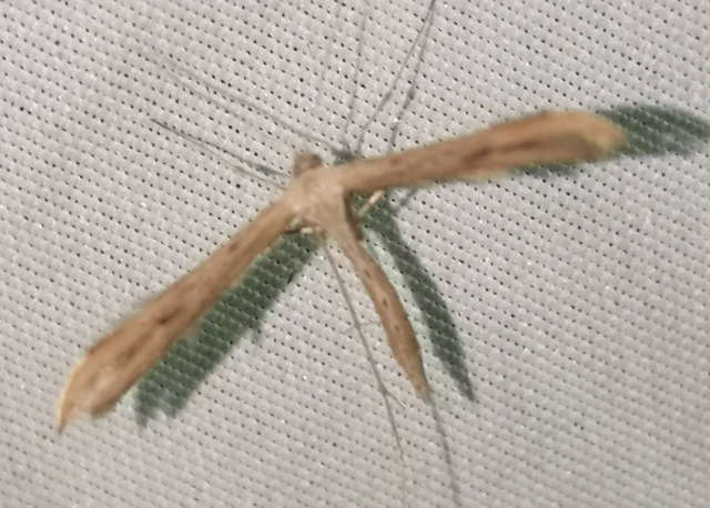 Emmelina monodactyla/argoteles