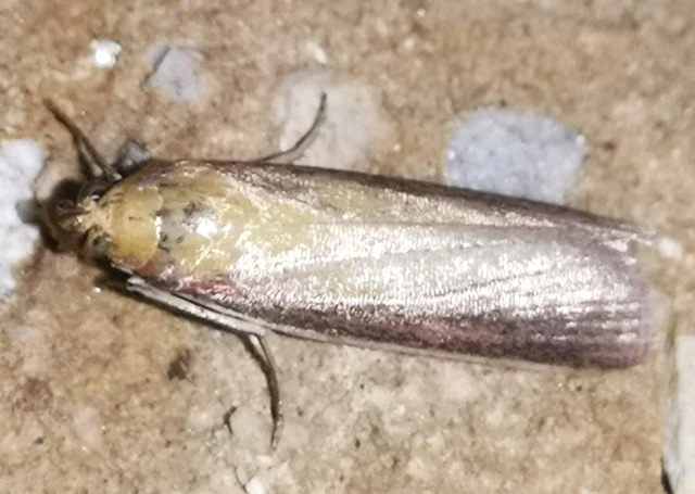 Oncocera semirubella - lucernamoly