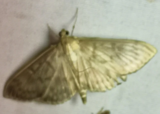 Patania ruralis - csalánevő tűzmoly