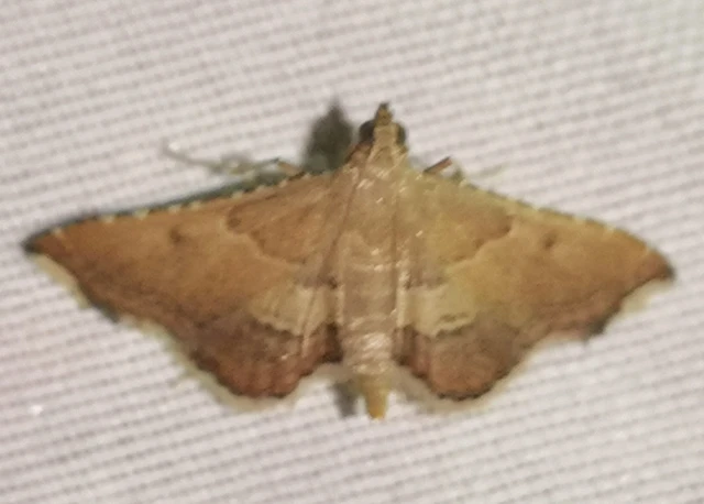 Endotricha flammealis - tüzesszárnyú fényilonca